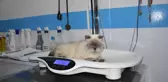 Kedi 'Yulaf' Estetik Operasyon Geçirdi
