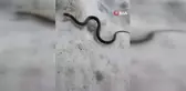 Van'da zehirli kocabaş engerek yılanı görüntülendi
