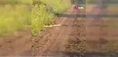 Kahramanmaraş'ta Yılanların Dansı Görüntülendi