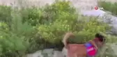 Kenevir eken şahsın kimliği tarlaya yerleştirilen kamerayla tespit edildi