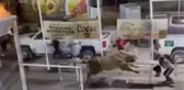 ABD'de boğa güreşi sırasında seyircilere saldıran boğa dehşet saçtı: 1'i ağır 3 kişi yaralandı