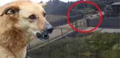 5 sokak köpeği etrafını sardığı yaşlı kadını hastanelik etti