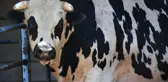 Afyonkarahisar'da 4 tonluk kurbanlık boğalar alıcılarını bekliyor
