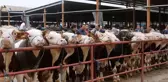 Kurbanlıklara dikkat! Türkiye genelinde 300 kişi kene nedeniyle tedavi görüyor