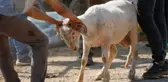 Kurban keserken kalp krizi geçiren kasap, elindeki bıçağın üzerine düşerek öldü