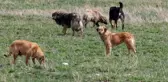 Sokak hayvanları nasıl uyutulacak? AK Partili isimden çok tartışılacak 