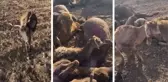 Diyarbakır'daki yangından kahreden görüntü! Hem ağladı, hem kaydetti: Hepsi yanmış, burası ceset dolu