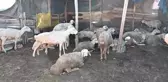 Yozgat'ta Besicilik Yapan Çiftçi, Aşıların Ölüm ve Sakatlığa Neden Olduğunu İddia Ediyor