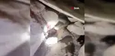 Siirt'te görülen yılan vatandaşları tedirgin etti