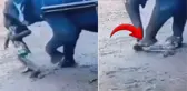 File uyguladığı şiddetin bedelini canıyla ödedi! Tonlarca ağırlıktaki ayakların altında ezildi