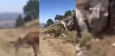 Salda Gölü'nde Nesli Tehlike Altındaki Kızıl Geyikler Görüntülendi