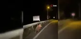 Erzincan'da yola inen bozayı cep telefonu kamerasına yansıdı
