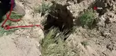 Yolcunun çay molası kuyuya düşen koyunu kurtardı