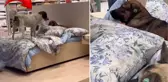 Tepki çeken görüntü! Mağazadaki yatakları sokak köpeklerinin emrine verdiler