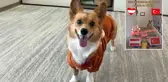 Devler Ligi'nin kazananını bilmişti! Fenomen köpek, Türkiye-Avusturya maçını da tahmin etti
