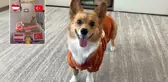 Skoruna kadar bildi! Fenomen köpeğin, Türkiye-Avusturya maçı tahmini de tuttu