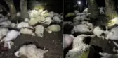 Sürüye isabet eden yıldırım 76 koyunu telef etti! Çoban şans eseri kurtuldu