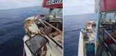Hazmedemeyip vurdular! Yunan Sahil Güvenliği Türk balıkçının teknesine zarar verdi