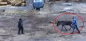 Ortaklarının çiftliğini basıp kıyım yaptılar! Eşeği kestikleri görüntü kahretti
