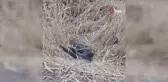 Diyarbakır'da yılanların dansı böyle görüntülendi