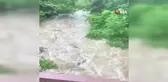 Gümüşhane'de sel sularıyla coşan derede cansız ayı görüntülendi