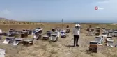 Süphan Dağı eteklerinde bal sağımı