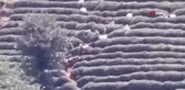 Rize'de çay toplayan vatandaş elektrik akımına kapılarak ağır yaralandı