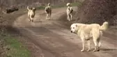 Başıboş köpeklere yönelik düzenlemede 