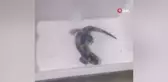 Nesli tükenme tehlikesi altındaki semenderi besleyip doğaya bıraktı