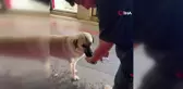 Kavurucu sıcakta susayan köpeği böyle serinletti