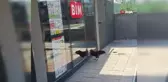 Markete giremeyen horoz camları dövdü