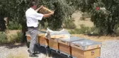Manisa'da Aşırı Sıcaklar Bal Üretimini Etkiledi