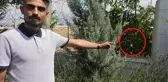 Dünyanın en zehirli örümceklerinden Loplu Örümcek Aksaray'da görüldü