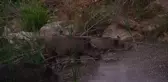 Manavgat Yangını Sonrası Yaban Hayatı Normale Dönüyor