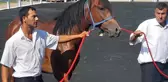Karacabey Tarım İşletmesi'nden Yarış Tayları Açık Artırmayla Satıldı