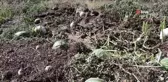 Erzurum'da sel ve dolu tarım alanlarına zarar verdi