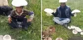 Kars'ta yağmur sonrası ortaya çıkan dev mantarlar köylülerin yüzünü güldürdü
