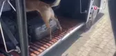 Narkotik köpeği Gill ilk görevinde uyuşturucuya geçit vermedi
