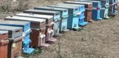 Şırnak'ta doğal bal üreticileri tedirgin