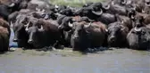 Afrika savanaları değil! Görüntüler dronla Türkiye'de kaydedildi