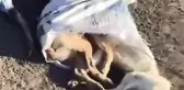Uzunköprü Belediyesi'ne ait çöplükte ölü köpekler bulundu