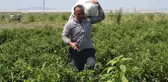Toptancının verdiği fiyata kızıp 600 ton ürünü bedava dağıttılar