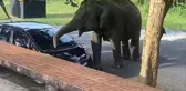 Tayland'da barbekü kokusu alan aç fil, piknik yapan ailenin aracını parçaladı