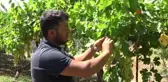 Siirt'te üzüm hasadı başladı