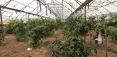 Alanya'da Mango Hasatı Başladı
