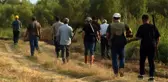 Mahsulün talan edilmesine daha fazla dayanamayan çiftçiler resmi izin alıp ava çıktı