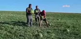 Yozgat'ta Kavun-Karpuz Hasadı Başladı, Çiftçiler Maliyetlerden Şikayetçi