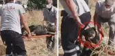 İstanbul'da bir kişiyi parçalayarak öldüren köpekler böyle toplandı