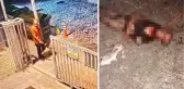 Sokak köpekleri tarafından öldürülen adamla ilgili detaylar kahretti: Boğazı ve kafası parçalanmış