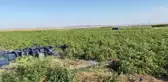 Utku Çakırözer: Üretici Kan Ağlıyor Ama Ülkeyi Yönetenler Tarladaki Gerçeklerden Bihaberler